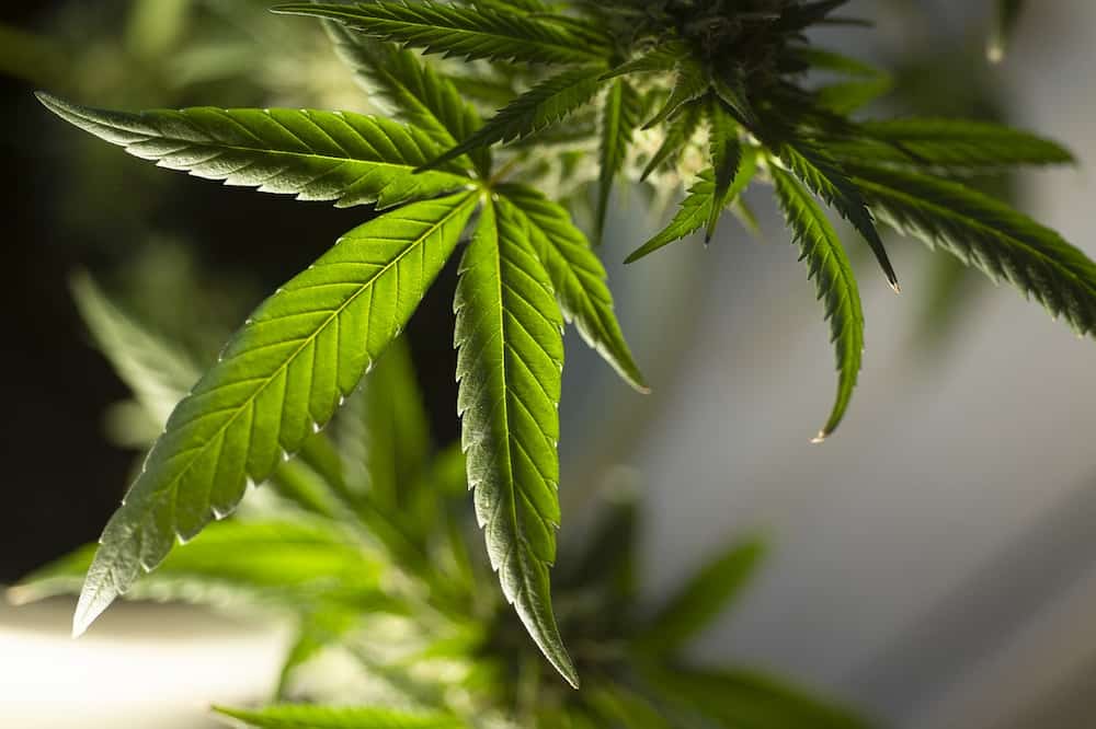 Cómo afecta el cannabis a la conducción