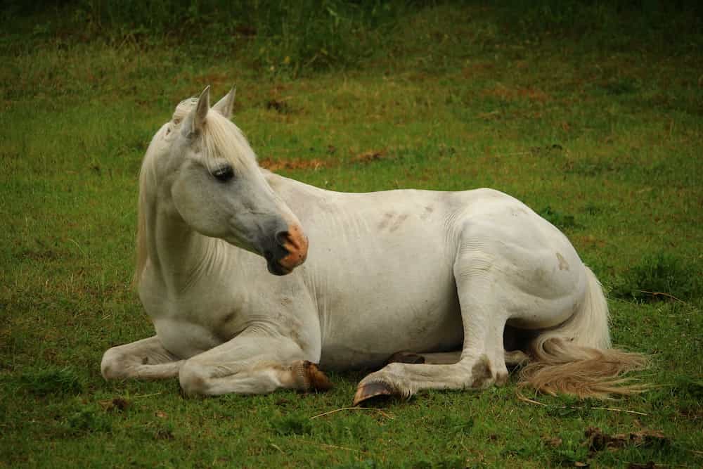 Como duermen los caballos