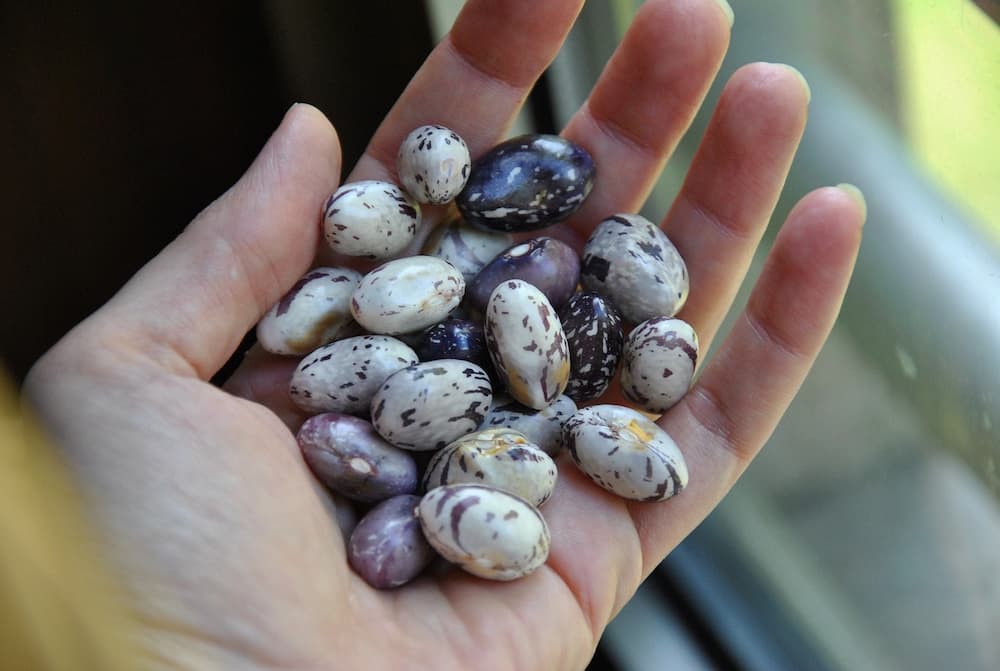 Como hacer alubias rojas de bote