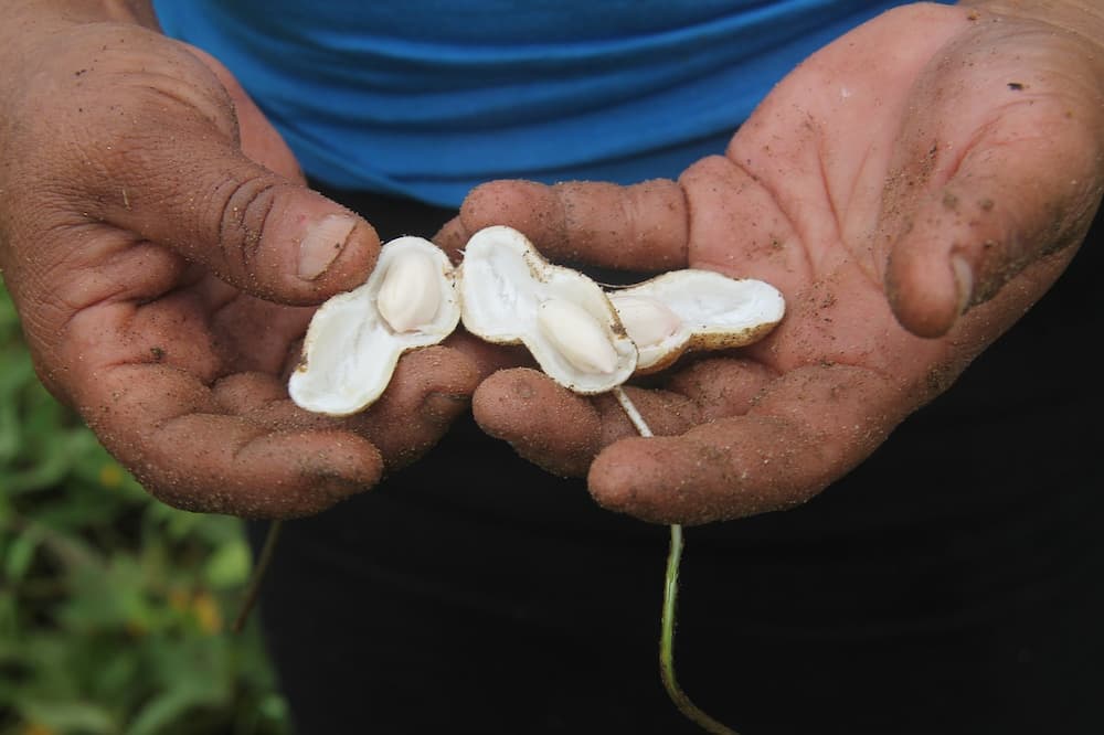 Como plantar cacahuetes