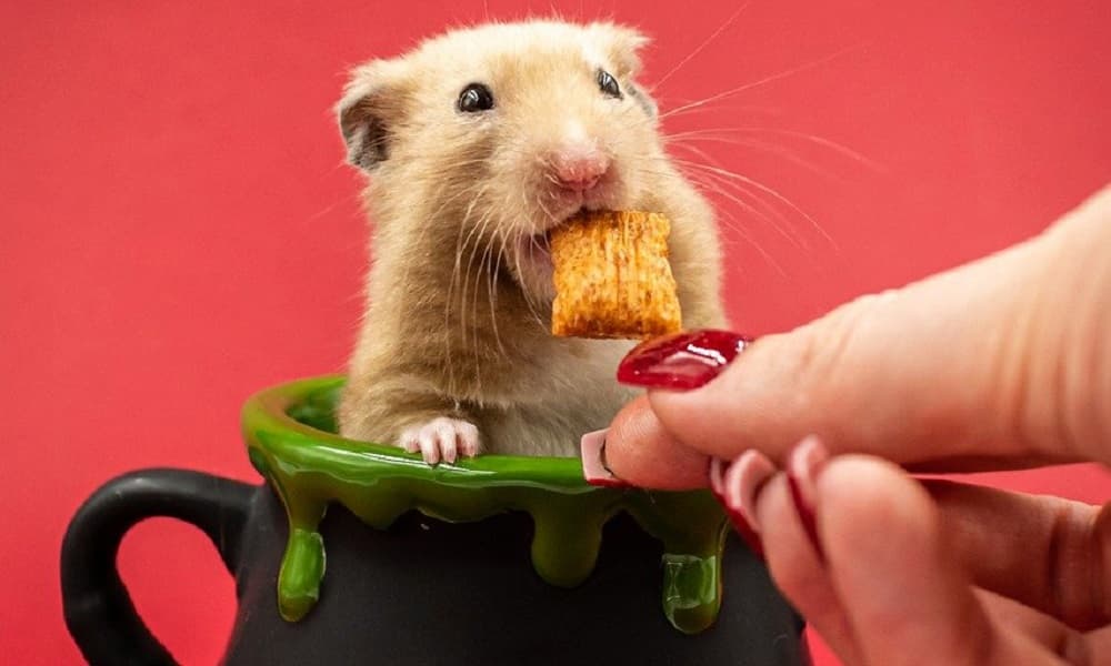 Como saber si es macho o hembra un hamster