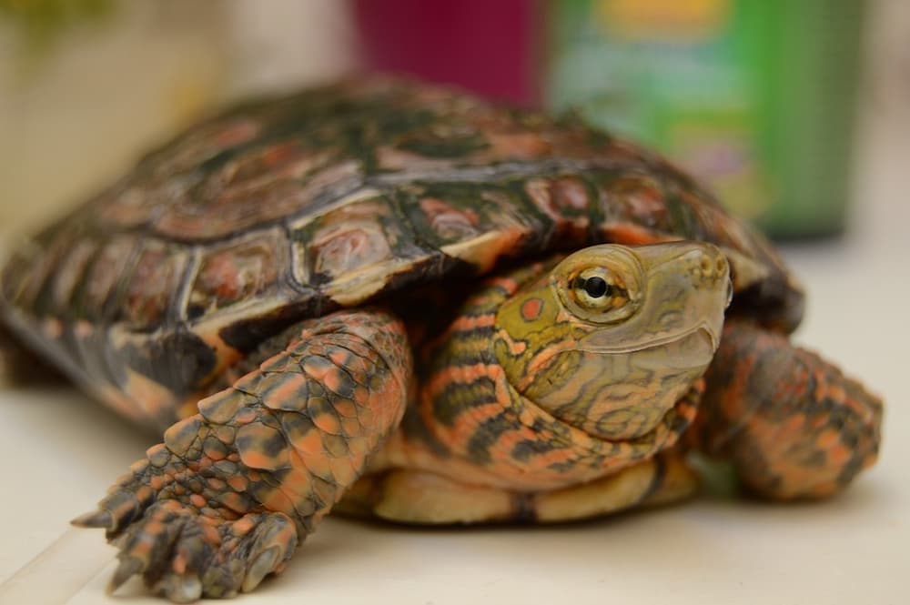 Como saber si una tortuga es hembra o macho