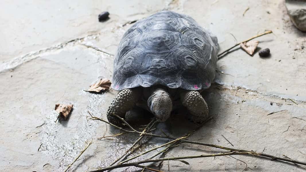 Como saber si una tortuga es hembra o macho
