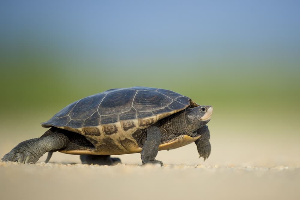 Como saber si una tortuga es hembra o macho