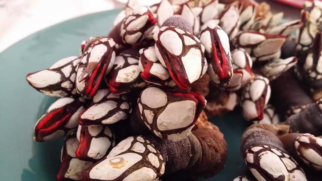 Como se comen los percebes
