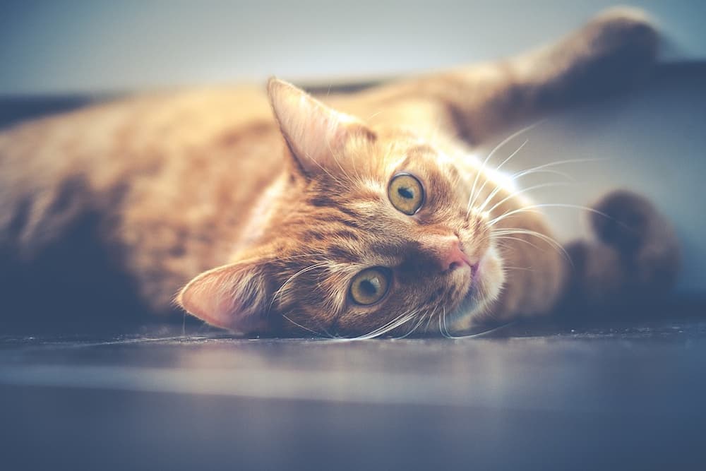 Cuando sacrificar a un gato con insuficiencia renal
