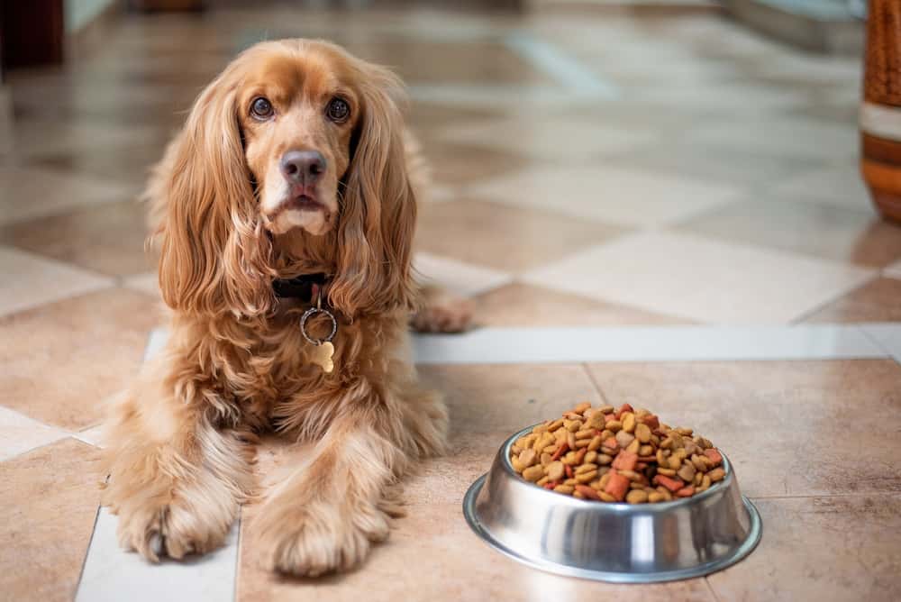 Mi perro no quiere comer pienso
