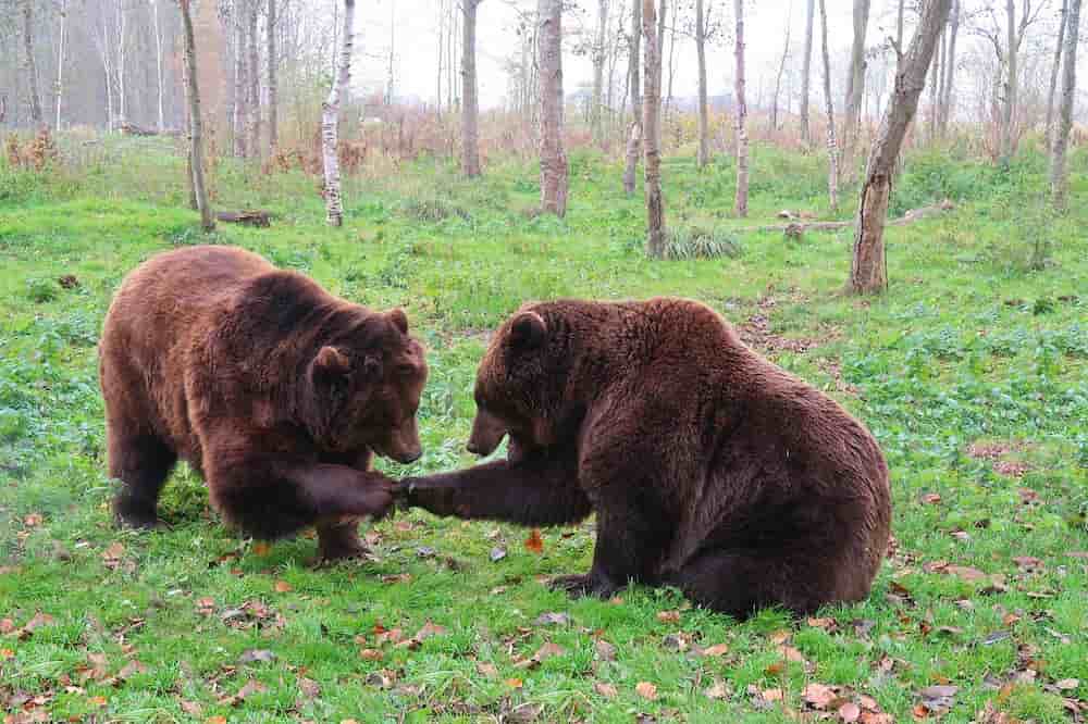 Que comen los osos