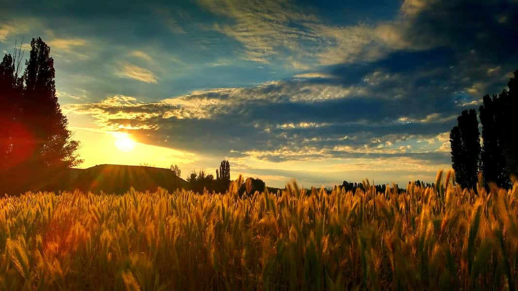 Visita bodega y comida Ribera del Duero