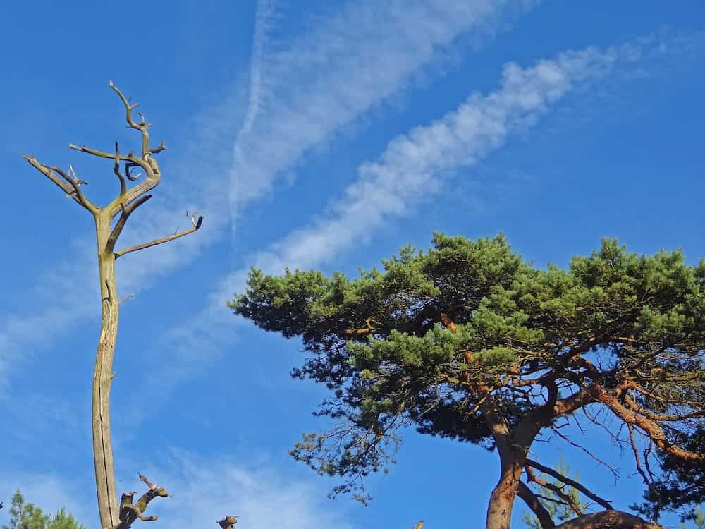 como secar un arbol