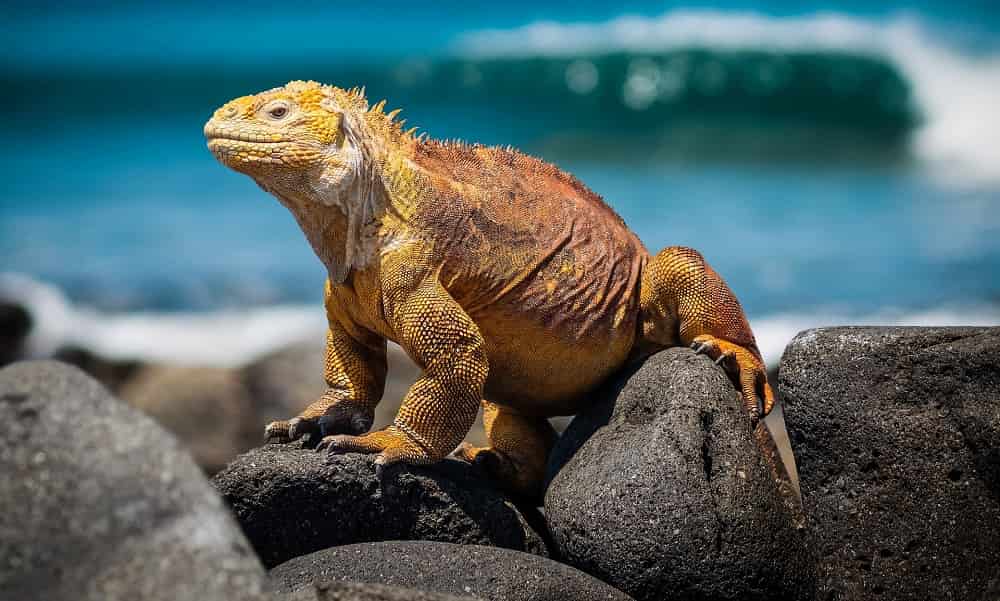 Comida de Galapagos