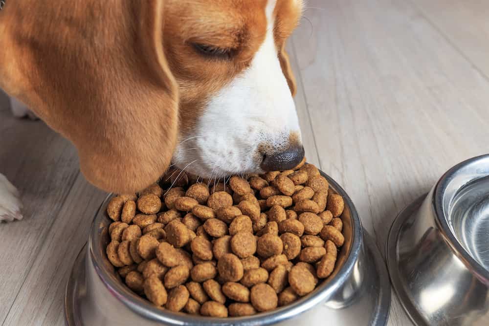 Comida de perro premium