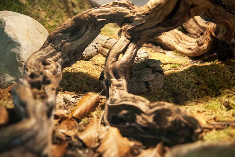 Como decorar un tronco de arbol seco