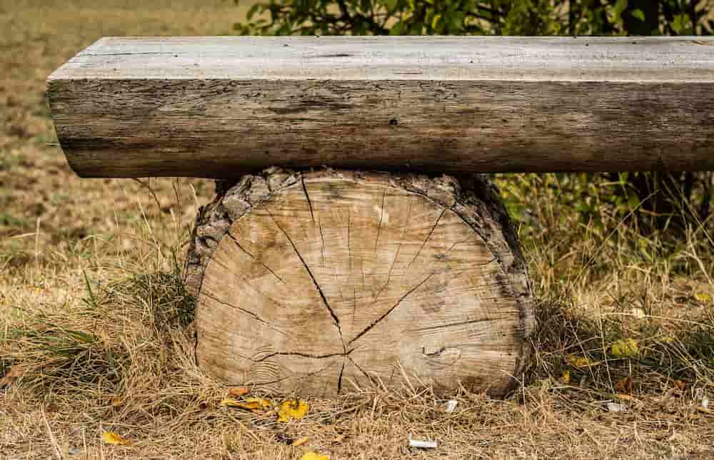 Como decorar un tronco de arbol seco