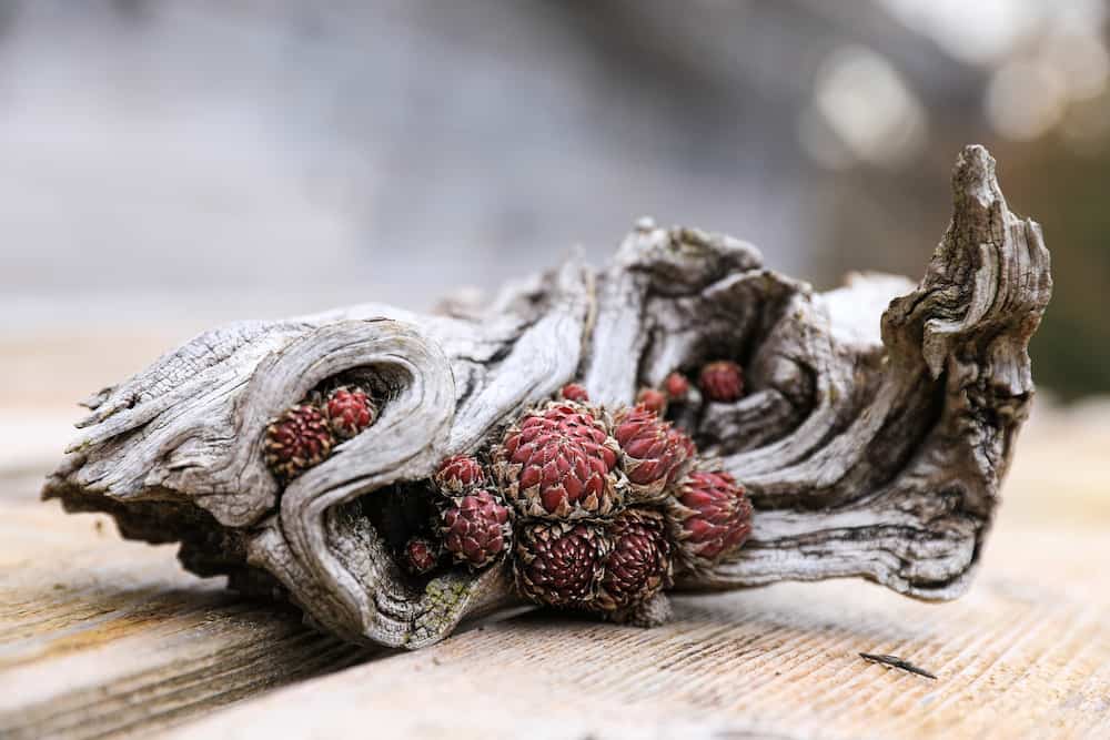 Como decorar un tronco de arbol seco