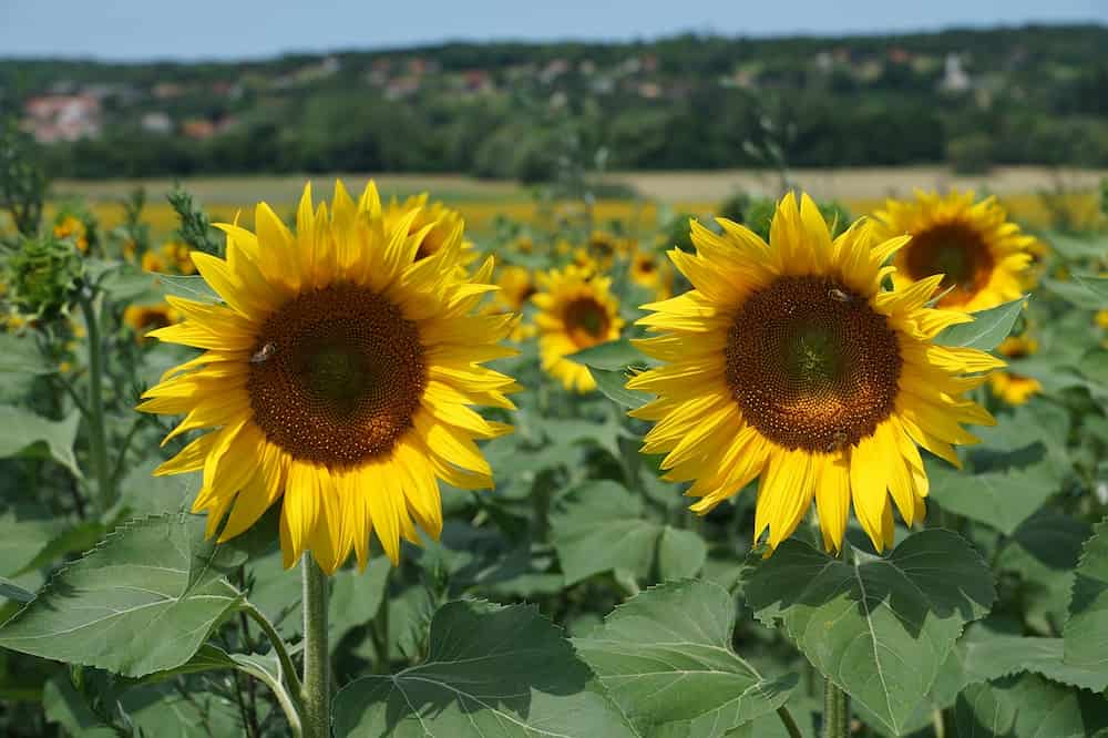 Cuanto aceite de girasol produce España
