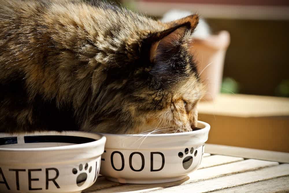 Dispensador de comida para gatos