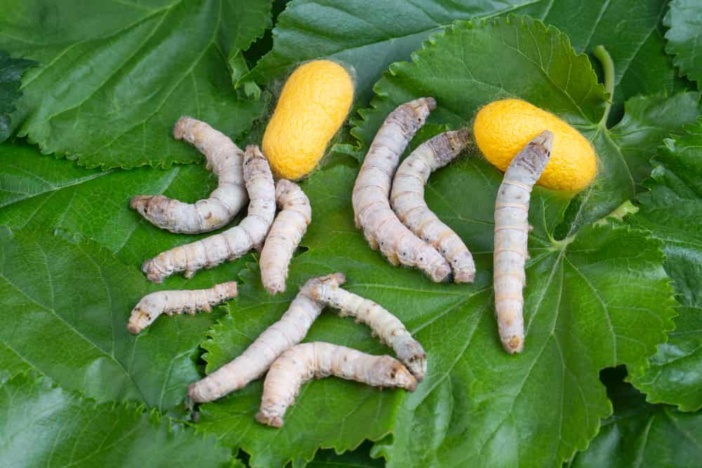 Gusanos de seda comprar