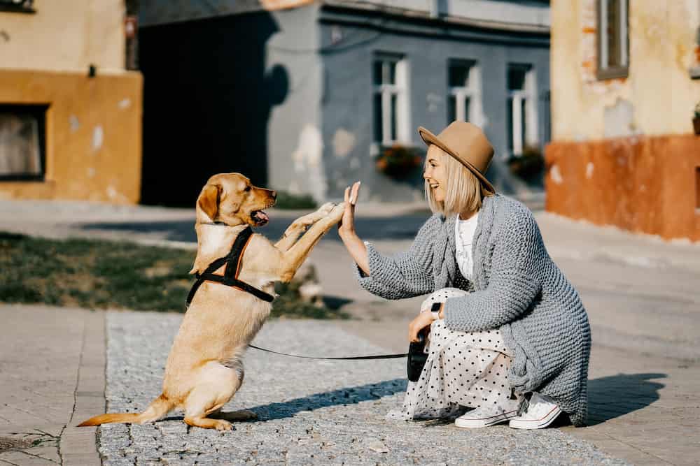 Los perros pueden comer cacahuetes