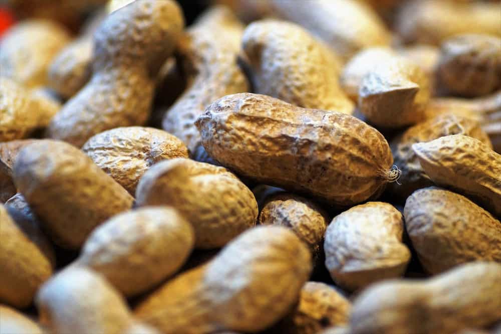 Los perros pueden comer cacahuetes