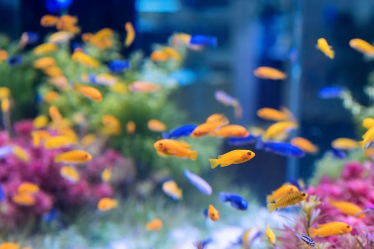 Peces de agua fria